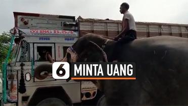 Aksi Seekor Gajah Minta Uang di Tengah Jalan Raya