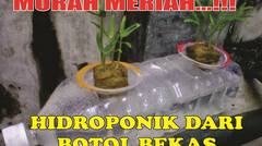 Hidroponik Aquaponik Kratky system dengan botol & gelas air mineral
