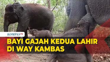 Seekor Bayi Gajah Sumatra Kembali Lahir di Way Kambas