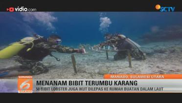 Marinir TNI Menanam Bibit Terumbu Karang - Liputan 6 Siang