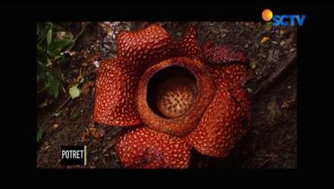 POTRET: Rafflesia Arnoldii, Puspa Langka Pusaka Bangsa 