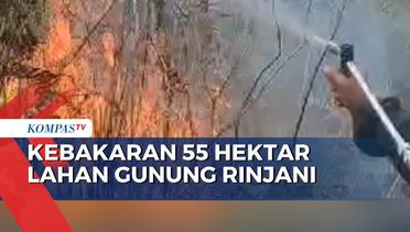 Penyebab Kebakaran 55 Hektar Lahan Gunung Rinjani