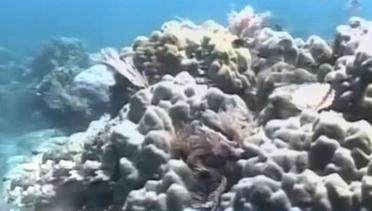 Tumpengan di Dasar Laut hingga Pesona Bahari di Manado