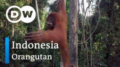 DW Going Wild 11 - Indonesia_Orangutan