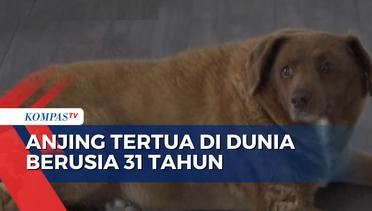Ini Penampakan Bobi, Anjing Tertua yang Berusia 31 Tahun di Portugal!