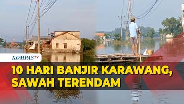 Hampir 2 Pekan Banjir di Karawang Sawah Terendam Petani Dihantui Kerugian