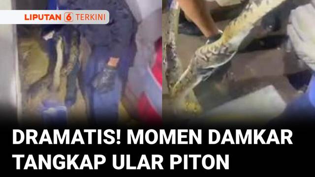 Detik-detik Tim Damkar Tangkap Ular Piton Sepanjang Tiga Meter dari Rumah Warga | Liputan 6