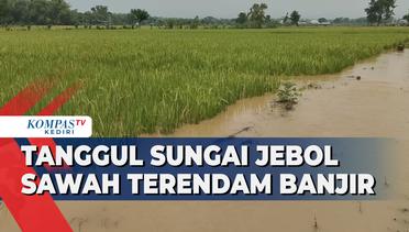 Tanggul Sungai Jebol, Puluhan Hektar Sawah Terendam Banjir