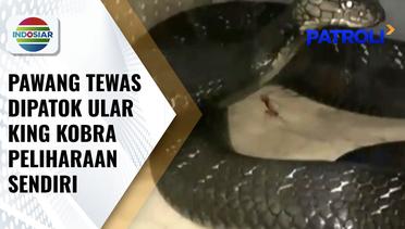 Pawang Ular di Trenggalek Tewas Dipatok Ular King Kobra Peliharaannya Sendiri | Patroli