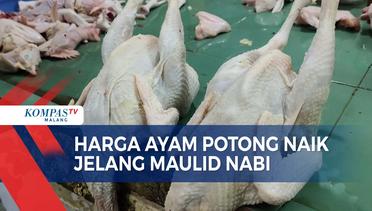 Jelang Peringatan Maulid Nabi, Harga Ayam Potong di Malang Naik