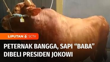 Sapi Kurban Bernama Baba Dibeli Presiden Jokowi dari Peternak Asal Palembang | Liputan 6