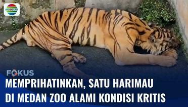 Empat Harimau Sumatera di Medan Zoo, Satu di Antaranya dalam Kondisi Kritis | Fokus