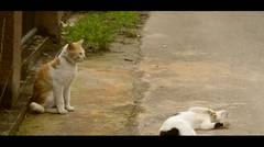 The Cat - DSLR Video Cinematic