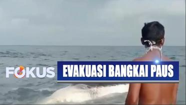 Bangkai Paus 6 Meter yang Terdampar di Pulau Sebesi, Lampung, Diseret Kembali ke Selat Sunda