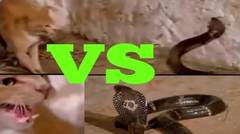 Video Menegangkan Pertarungan Ular Kobra Dan Kucing...