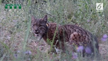 Penampakan Lynx Langka di Barcelona
