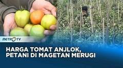 Harga Tomat Anjlok, Petani Magetan Merugi Besar