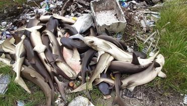 Misteri Tragedi Matinya Ratusan Ekor Hiu di Karimunjawa, Jepara