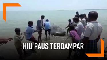 Hiu Paus 6 Meter Mati Terdampar di India