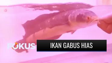 Sebuah Komunitas di Denpasar Jadikan Ikan Gabus sebagai Ikan Hias Beromzet Puluhan Juta | Fokus