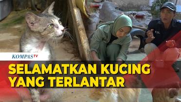 Perjuangan Komunitas Keluarga Kucing Lampung Selamatkan Kucing yang Terlantar