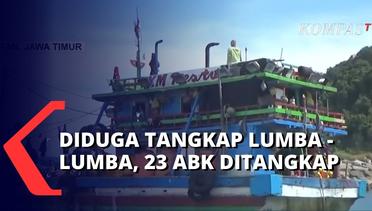 Buntut Video Viral Kapal Nelayan Tangkap Lumba-Lumba, 23 ABK Ditangkap