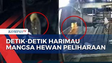 CCTV Rekam 2 Harimau Sumatera Mangsa Hewan Peliharaan Warga