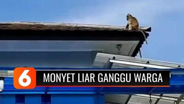 Monyet Liar yang Berkeliaran di Jalan Raya Kawasan Lembang, Bandung, Sebabkan Kecelakaan