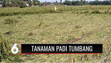 20 Hektar Tanaman Padi di Deli Serdang Tumbang Usai Dihantam Hujan Badai | Liputan 6