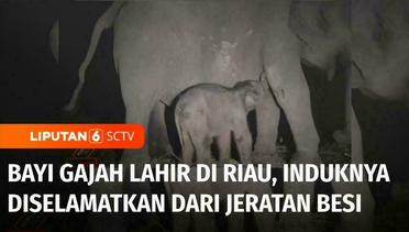 Bayi Gajah Lahir di Riau: Induknya Pernah Diselamatkan dari Jeratan Besi | Liputan 6