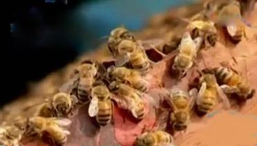 Karamah: Belajar Hidup Bergotong-Royong dari Lebah