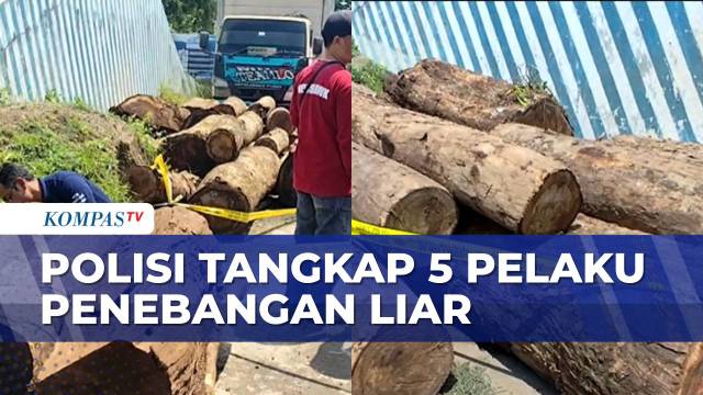 5 Pelaku Penebangan Liar di Kawasan Taman Nasional Gunung Ceremai Ditangkap | BORGOL