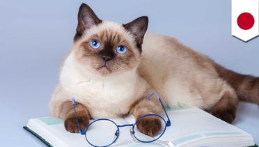 Penelitian membuktikan kucing tahu ketika dipanggil namanya - TomoNews
