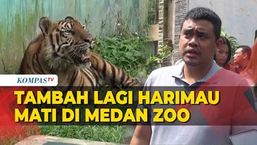 Kematian Harimau di Medan Zoo Kembali Terjadi, Bobby Nasution Sebut Kegagalan Breeding