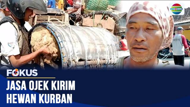 Jasa Ojek Kirim Hewan Kurban | Fokus