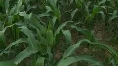 pengendalian hama ulat penggerek pada tanaman jagung menggunakan produk SAGRI Pas+