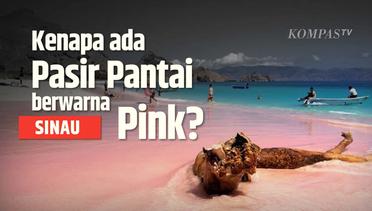 Mengapa Pasir Pantai di Labuan Bajo Bisa Berwarna Pink?| SINAU