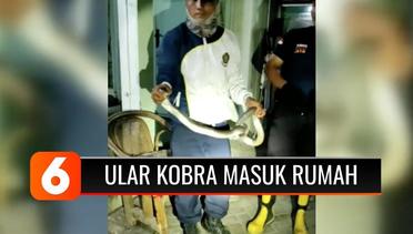 Masuk Permukiman, Ular Kobra Sepanjang 1 Meter Lebih Nyaris Gigit Pemilik Rumah di Bogor | Liputan 6