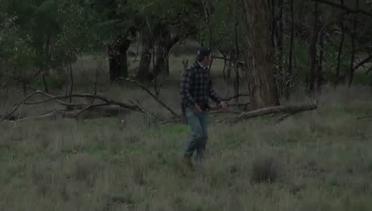 Pria bertinju dengan kanguru demi menyelamatkan anjingnya