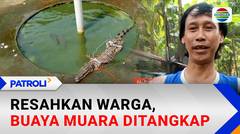 Buaya Muara Sepanjang 1,5 Meter Ditangkap Warga di Palembang, Sempat Resahkan | Patroli