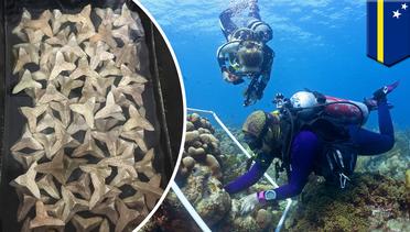 Pemulihan koral: Teknik pemulihan koral dapat bantu karang dunia - TomoNews