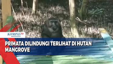 Primata Dilindungi Terlihat Di Hutan Mangrove