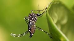 Manfaat Nyamuk, 99% orang tidak tahu