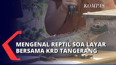 Mengenal Hewan Reptil Bersama Komunitas Reptil Discovery Tangerang, Ikuti Keseruannya!