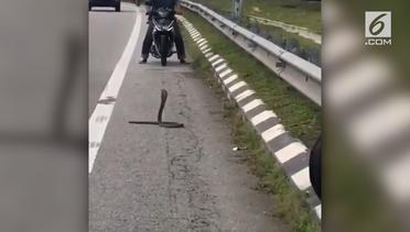 Ngeri, Ular Kobra Teror Pengguna Jalan Raya 