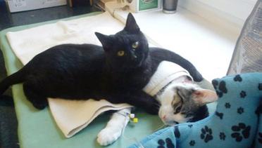 Bak Seorang Perawat, Kucing Ini Selamatkan Hewan yang Sakit 