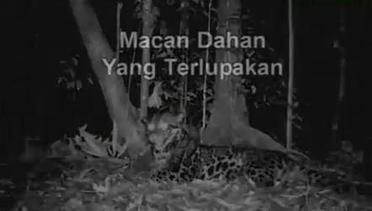 Penelitian Keberadaan Macan Dahan di Jambi