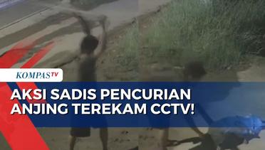 Keji! Pria di Medan Tertangkap CCTV Aniaya dan Curi Anjing