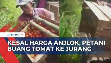 Video Viral Dua Petani Buang Hasil Panen Tomat ke Sungai Lantaran Harga Tomat Anjlok!