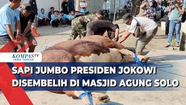 Sapi Jumbo Presiden Jokowi Disembelih di Masjid Agung Solo